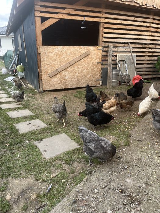 Vand oua curcubeu pentru incubat