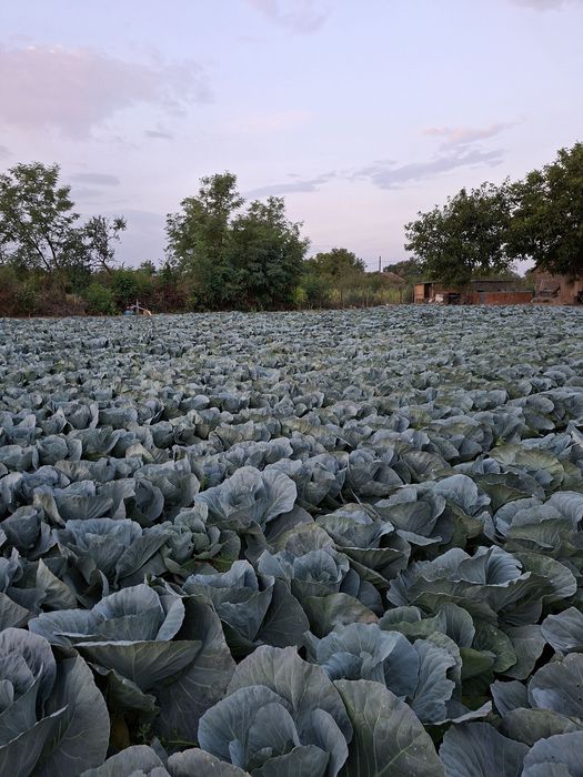 Varza Bucurest Recolta proprie