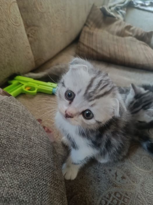 Продам Шотландские вислоухие
