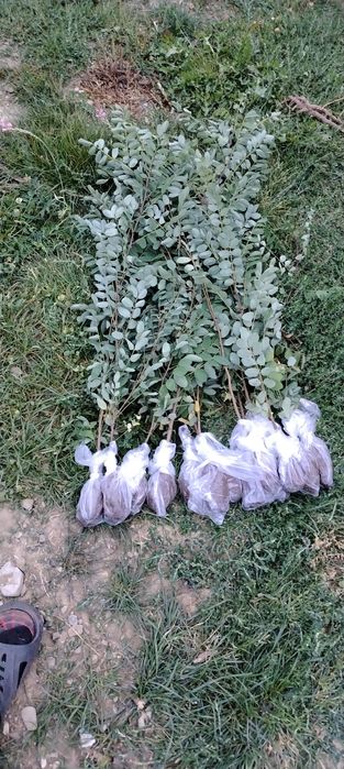 puieți forestieri pentru ampadurire
Preț salcam  1 leu buc  1.2 m
Preț