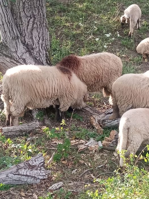 Berbec și berbecuți