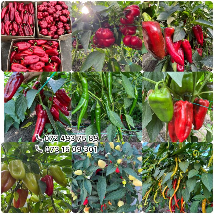 Vand rasad rosii,vinete,ardei, rasaduri plante aromatice și flori