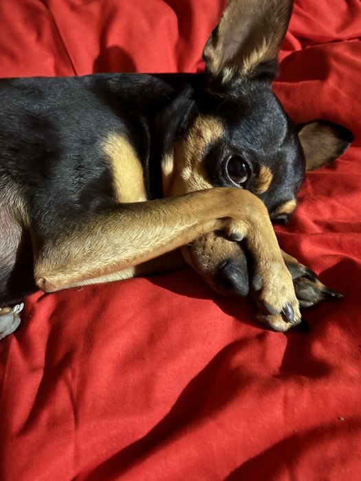 Той терьер на вязку