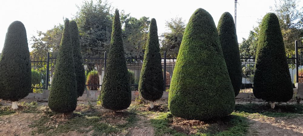 Daraxt Kesish va shakil berish xizmati