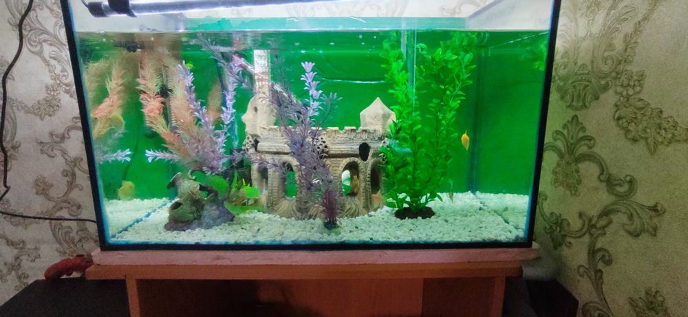 Akvarium komplekt sotaman