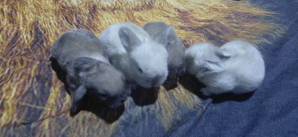 Vând pui berbec pitic