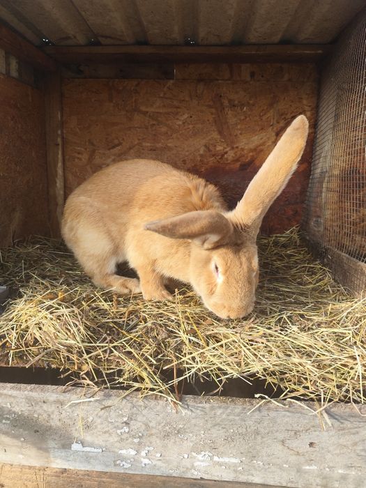 Uriaș German Galben