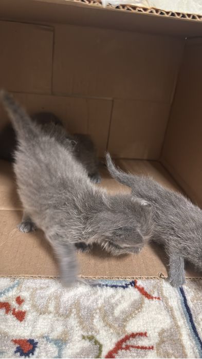 Котята / кошка / котенок