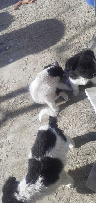 Подарявам кученца < 3