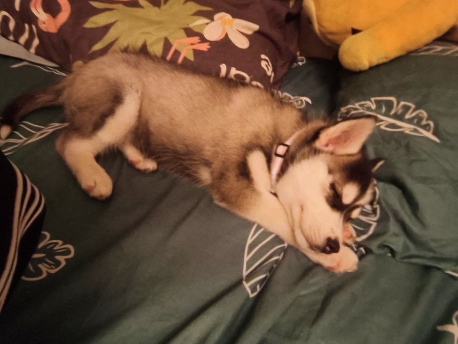 Щенок хаски 2 месяца