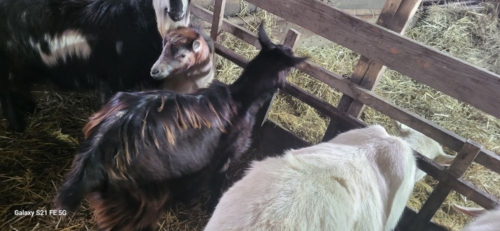 SCHIMB 2 țapi si o iadă