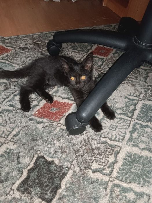 В добрые руки котёнок,девочка