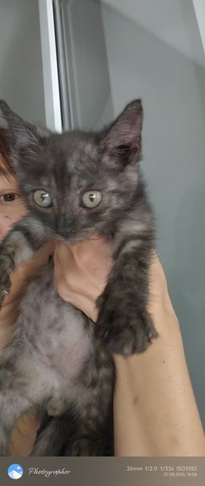 Мальчик котенок возраст 2мес