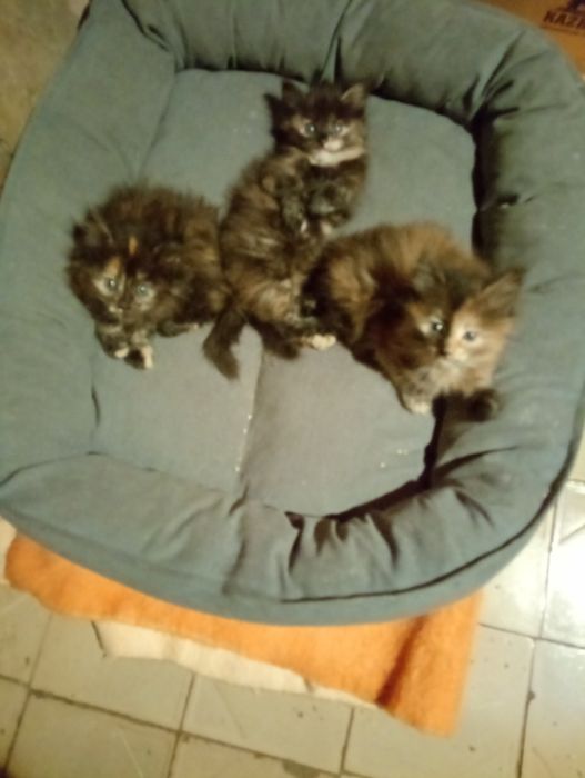 Дарю котят! Бесплатно!