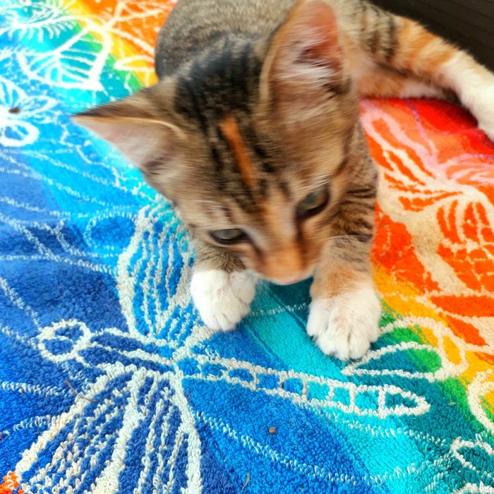 Котята 1,5 мес и 4 мес кошечки