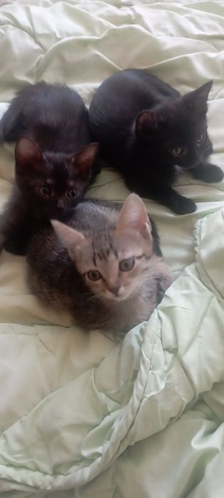Отдам котят в хорошие руки