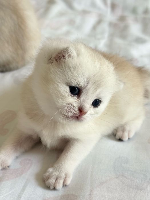 Британский шиншила котята