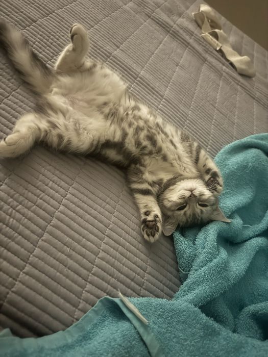 Продается котенок 5 месяцев