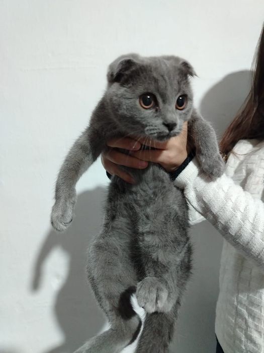 Шотландская кошка