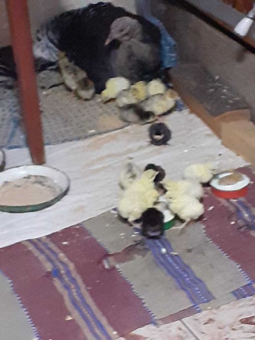 Pui de curcă de vânzare