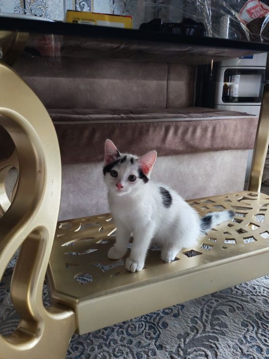 Катёнок отдодим в хорошие руки.