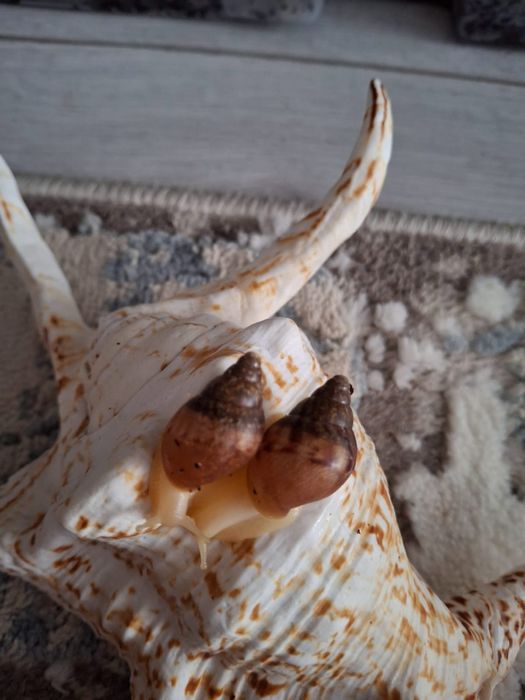 Улитка Ахатина Гигантская