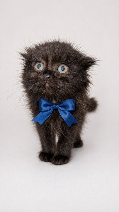 Котенок мальчик вислоухий