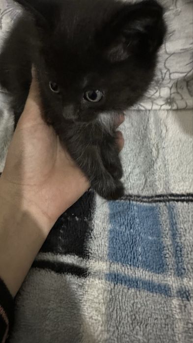 Отдам в хорошие руки