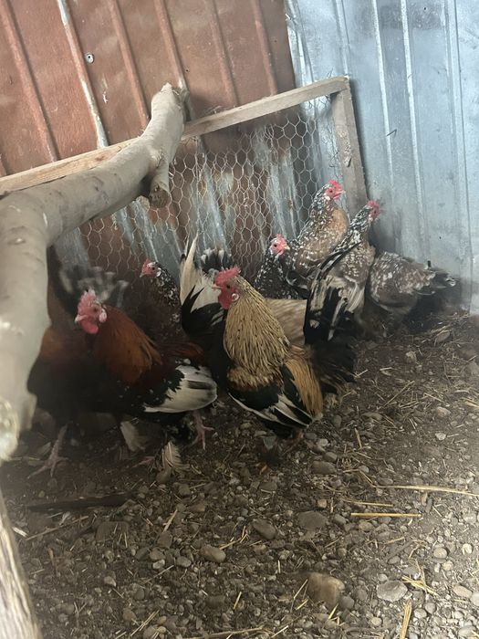 Gaini pitici si cocosi