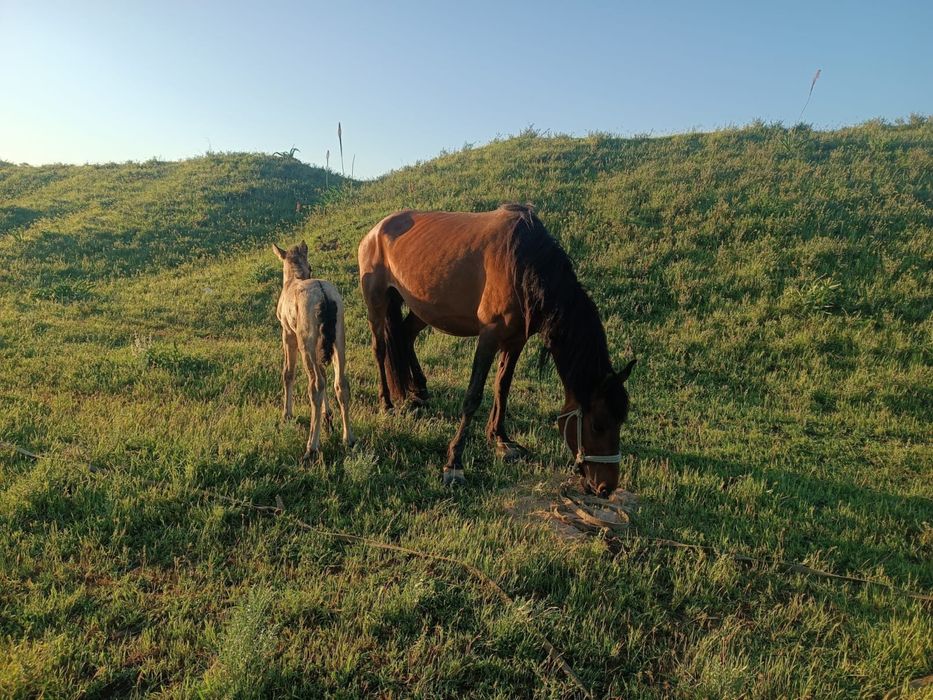 Лошади конь жылкы