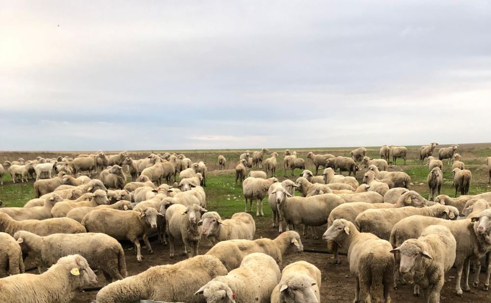 Oi merinoase de vânzare