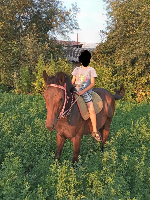 Продаётся лошадь