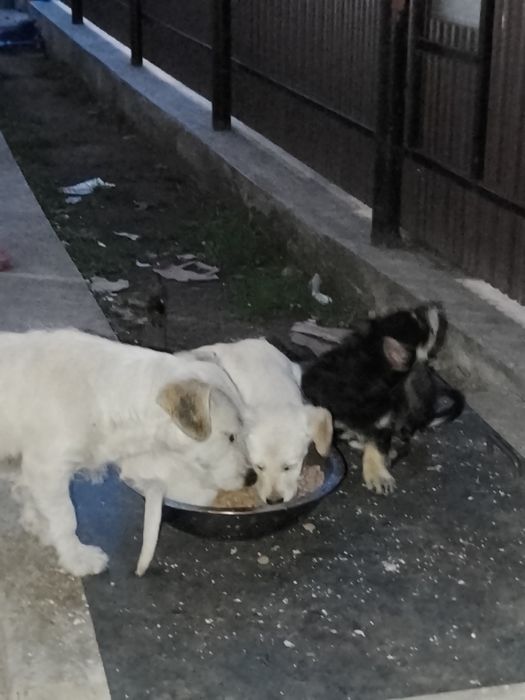 Donație căței omoară șobolani