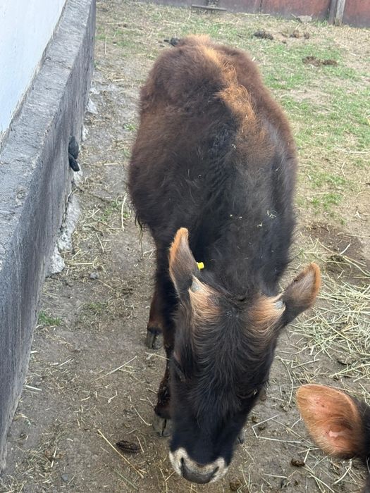 Продам 2 Бычка и 2 Телки за миллион сто пятьдесят