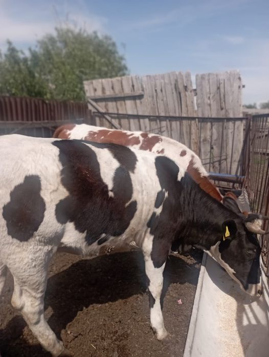 Продам КРС тёлочки