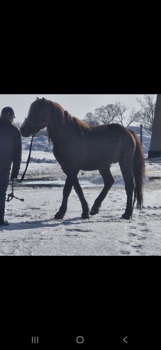 Продам жеребца на племя