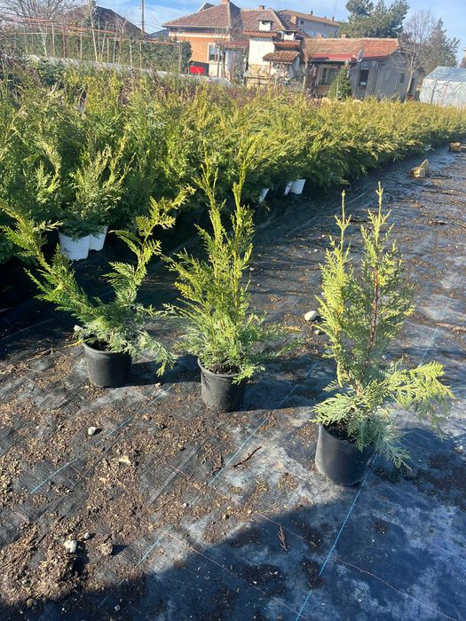 Лейландски кипарис - жив плет за години напред! - с. Недан