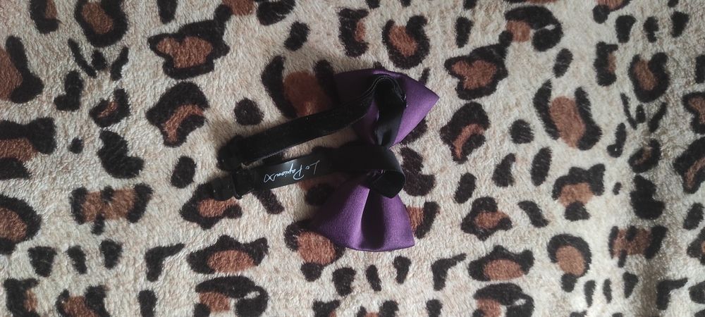 Papion mov purtat odată