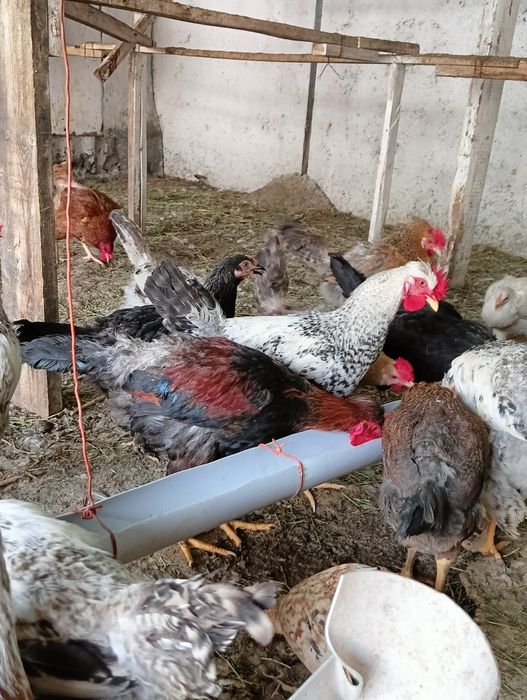 Инкубационное яйцо от домашних кур