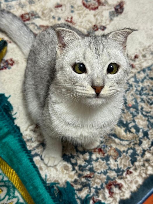 Мысық жоғалды. Сүйіншісі бар