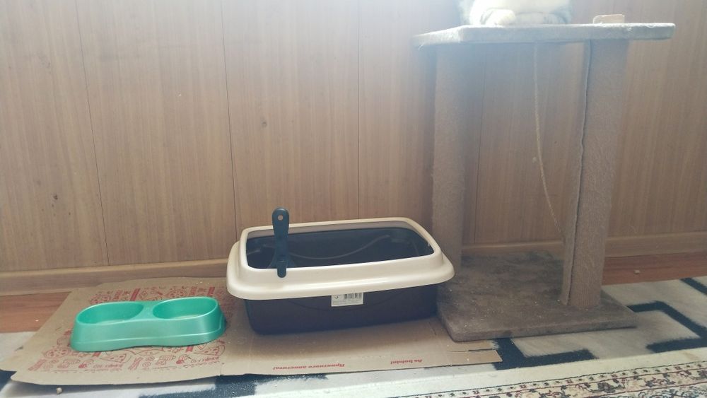 Кошка шотландская вислоухая