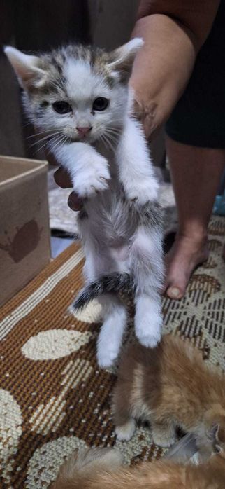 Продам   котят 4