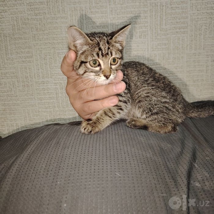 Отдам котёнка девочку