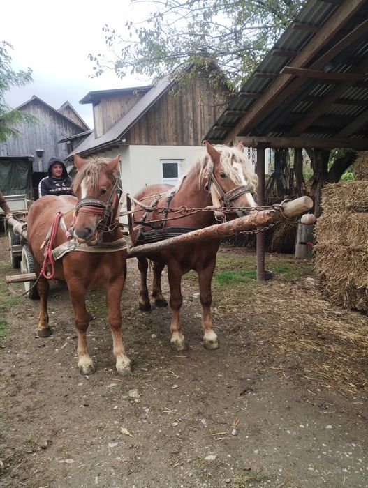 De vanzare iapa de 6 ani cu manza de 1 an jumate