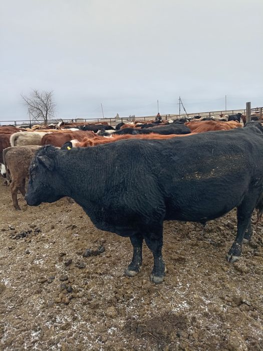 Продом быка!3 года