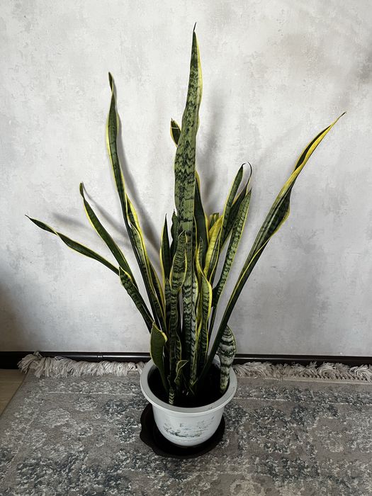 Продам Сансевиерию
