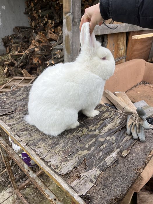 Vand iepuroi neozelandeez