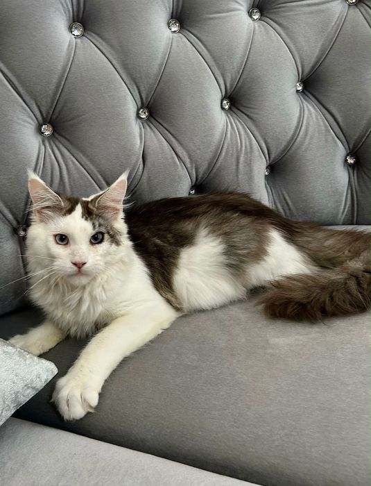 Baietel maine coon