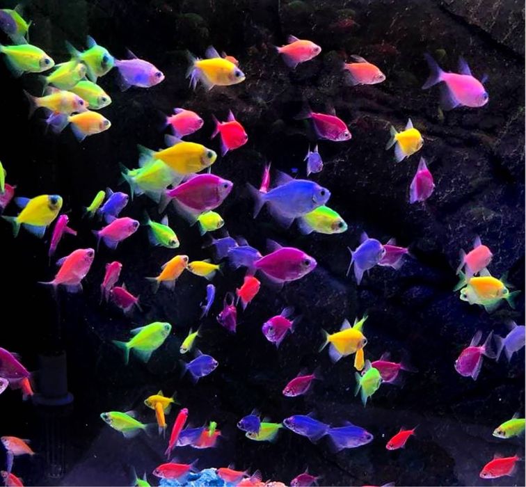 Рыба теренция, теренция