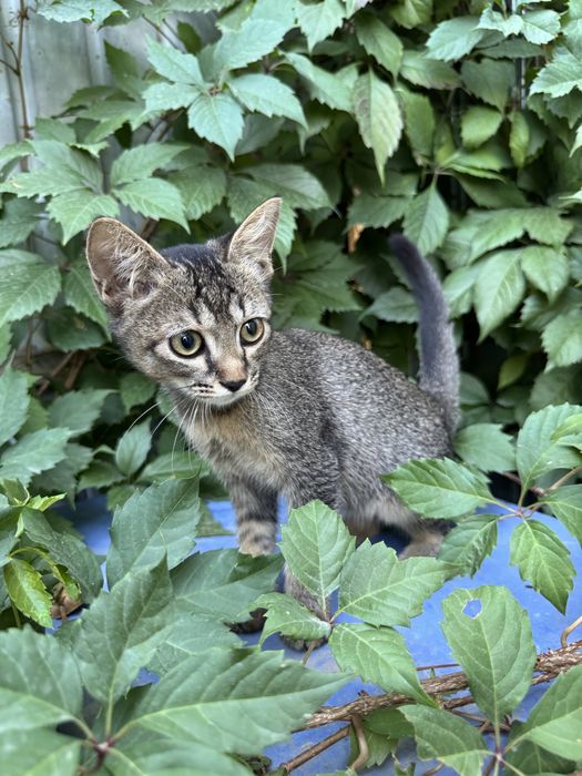 Котёнок в добрые руки!
